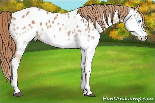 Horse Color: Chestnut Splash Blanket 