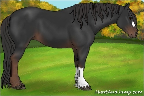 Horse Color: Liver Chestnut 