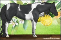 Horse Color:Black Tobiano 