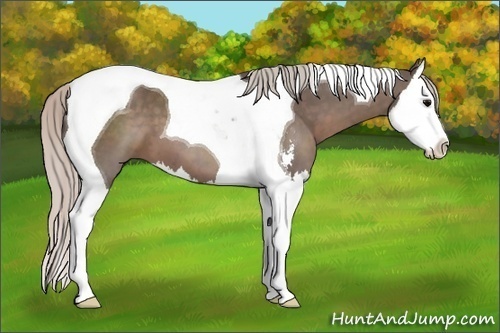 Horse Color: Silver Black Sabino Splash Tobiano 