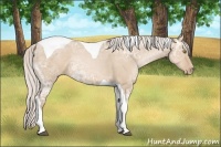 Horse Color:Silver Grullo Ice Pearl Sabino Tobiano 