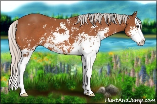 Horse Color: Silver Bay Sabino Splash 