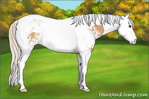 Horse Color: White Spotted Silver Bay Splash Tobiano 