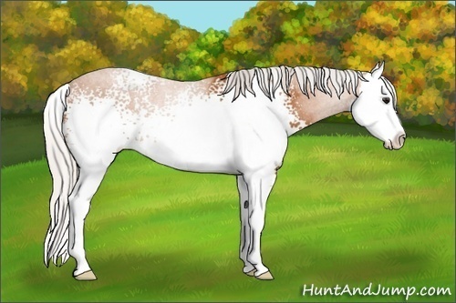 Horse Color: White Spotted Silver Bay Sabino Splash 