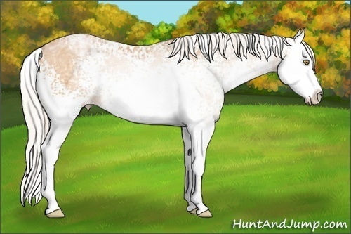 Horse Color: White Spotted Silver Bay Ice Pearl Sabino Splash 