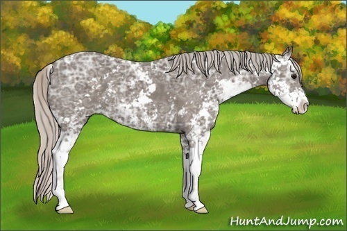 Horse Color: Silver Black Ice Sabino 