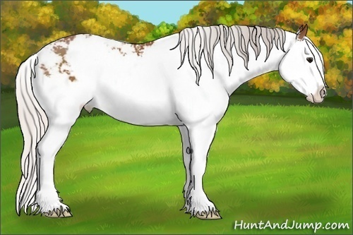 Horse Color: Silver Bay Sabino Splash 