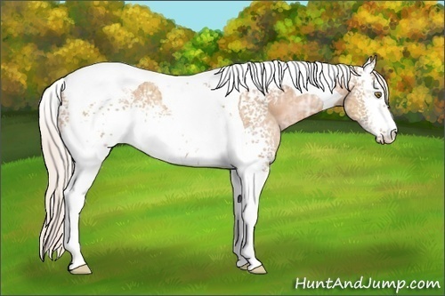 Horse Color: White Spotted Silver Brown Ice Pearl Tobiano 