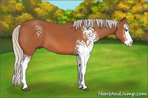 Horse Color: White Spotted Silver Bay Splash 
