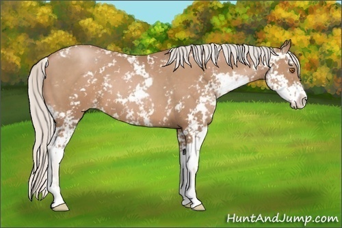 Horse Color: Silver Black Pearl Sabino 