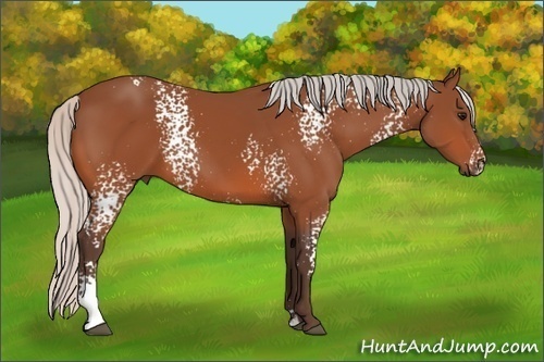 Horse Color: White Spotted Silver Bay Sabino 