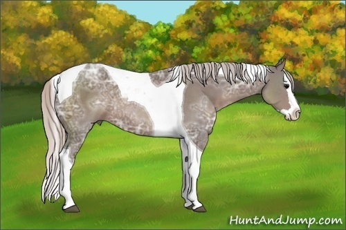 Horse Color: Silver Black Ice Sabino Splash Tobiano 