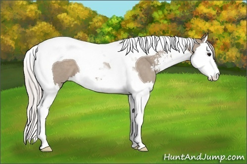 Horse Color: Silver Grullo Sabino Splash Tobiano 