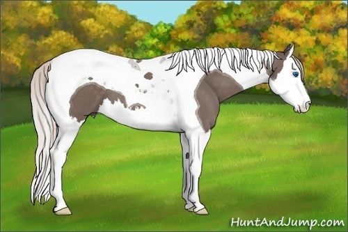 Horse Color: Silver Black Sabino Splash Tobiano 