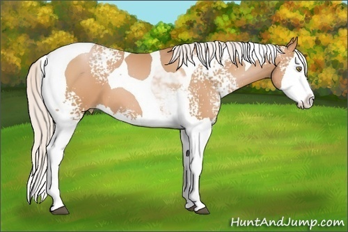 Horse Color: White Spotted Silver Bay Pearl Splash Tobiano 
