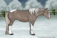 Horse Color:Silver Black Sabino Splash Tobiano 