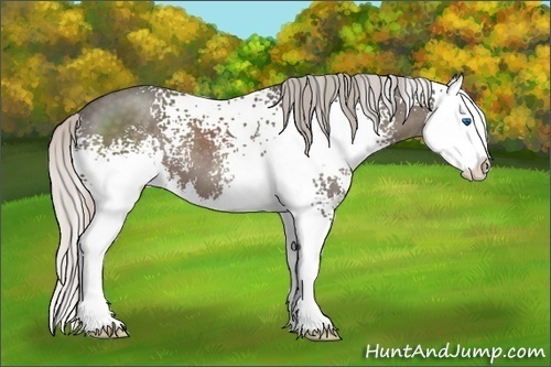Horse Color: White Spotted Silver Black Sabino Splash 