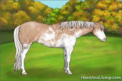 Horse Color: Silver Black Pearl Sabino 