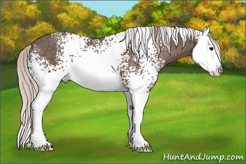 Horse Color: White Spotted Silver Black Sabino Splash 