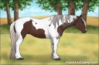 Horse Color:Silver Brown Tobiano 