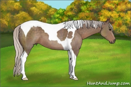 Horse Color: Silver Black Sabino Tobiano 