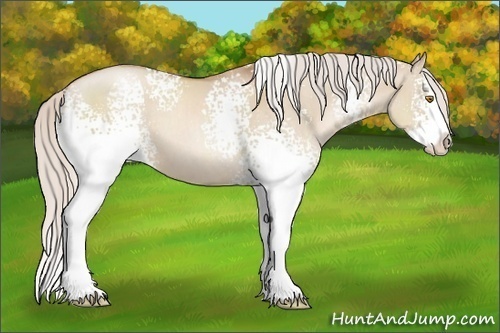 Horse Color: White Spotted Silver Grullo Pearl Sabino Splash 