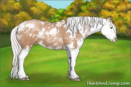 Horse Color: Silver Black Pearl Sabino Splash 