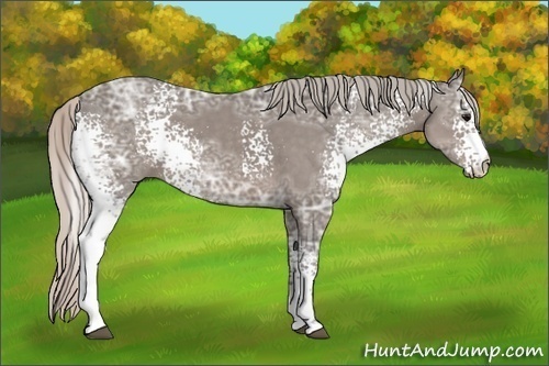 Horse Color: White Spotted Silver Black Ice Sabino 