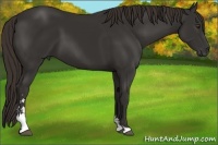 Horse Color:Liver Chestnut Sabino 