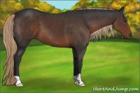 Horse Color:Liver Chestnut 