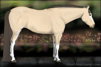Horse Color:White Spotted Buckskin Dun 