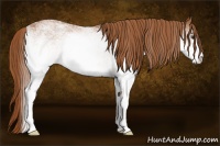 Horse Color:White Spotted Chestnut Rabicano 