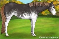 Horse Color:White Spotted Liver Chestnut 