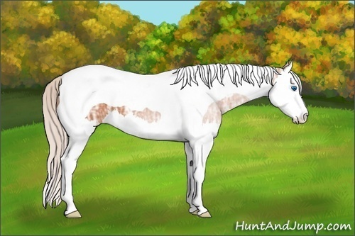 Horse Color: Silver Bay Ice Splash Tobiano 