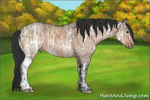 Horse Color: Brown Ice Dun 