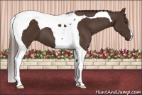 Horse Color:Liver Chestnut Tobiano 
