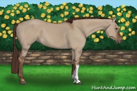 Horse Color:Liver Red Dun 