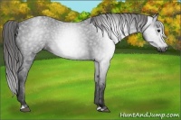 Horse Color:Gray Black Blanket 