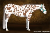 Horse Color:Bay Splash Appaloosa 