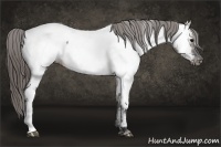 Horse Color:Grullo Appaloosa 