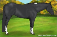 Horse Color:Black Tobiano Rabicano