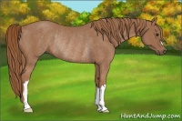 Horse Color:Chestnut Rabicano 