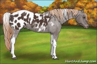 Horse Color:Liver Chestnut Tobiano Blanket 