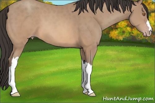 Horse Color: Sable Champagne 