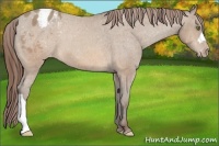 Horse Color:Sable Champagne Appaloosa 