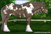 Horse Color:White Spotted Chocolate Palomino