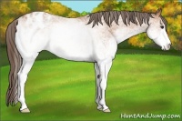 Horse Color:White Spotted Bay Appaloosa 