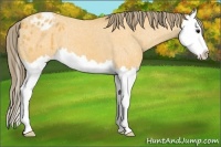 Horse Color:Buckskin Splash Blanket 