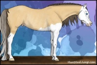 Horse Color:Amber Cream Champagne Splash Rabicano 