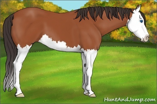Horse Color:Bay Splash 